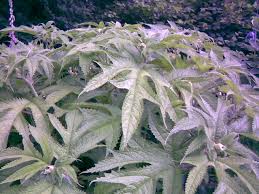 Image result for Girardinia