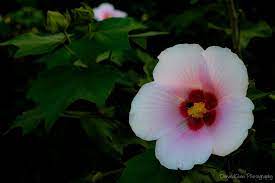 Hibiscus Mutabilis Flower Flowers Hibiscus Beautiful Flowers