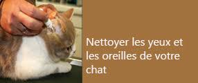 Comment nettoyer les oreilles ? Nettoyer Les Yeux Et Les Oreilles De Votre Chat Infos Pratiques Chats Petsitting Fr
