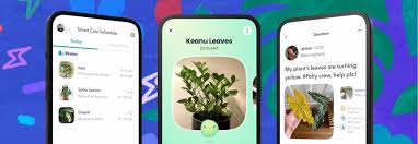 Image result for Gymnosporia arbutifolia