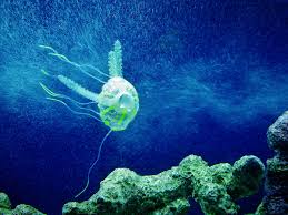 Immagini Belle : oceano, animale, sott'acqua, tropicale, Medusa ...
