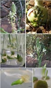 Image result for Albuca setosa