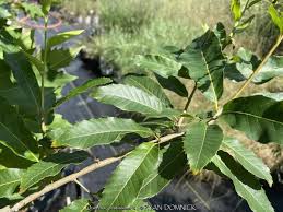 Image result for Quercus acutissima