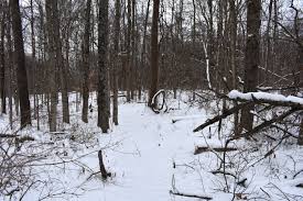Lloyd Woods in the Snow, Curtis Gates Lloyd Wildlife Management Area