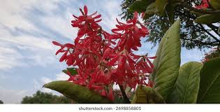 Image result for Triplaris americana