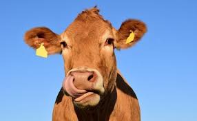 Baik otak dan otak kecil berkembang sangat baik dan ukurannya cukup besar, jika kita membandingkannya dengan sisa amnion. Klasifikasi Ciri Ciri Dan Contoh Hewan Vertebrata