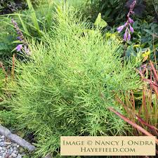 Image result for Epilobium salignum