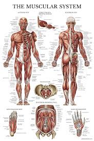 An excellent addition to anatomical models in the classroom or doctors office.available in 3 versions, Muscular System Anatomical Poster Laminated Muscle Anatomy Chart Double Sided 18 X 27 Amazon Com Industrial Scientific