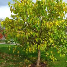 Morus nigra is a deciduous tree growing to 12 m (39 ft) tall by 15 m (49 ft) broad. Mulberry Tree Morus Nigra Fruit Trees For Sale