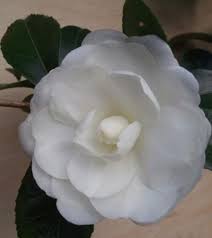 Autumn Moon Camellia This Fine White Sasanqua Has Formal Double Flowers And Super Vigorous Growth The Blooms Start Early And Ar Single Flower Camellia Flowers