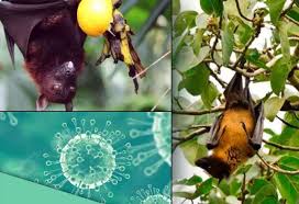 Nipah virus outbreaks in bangladesh. Nipah Scare How A Malaysian Doctor Discovered The Deadly Virus India News India Tv