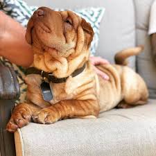 Scritches Are My Favorite Tag A Friend Who Loves Shar Pei Follow Sharpei Wo Wrinkly Dog Shar Pei Puppies Dog Lovers