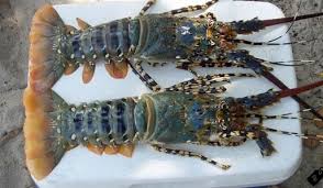 Dengan keluasan kolam lobster iaitu 3 ekar, kami telah pun membantu membekal kepada lebih daripada 30 restoran dan hotel termasuk mereka yang ingin memulakan bisnes menternak lobster air tawar. Cara Memelihara Lobster Air Tawar Hias Thehijau Com