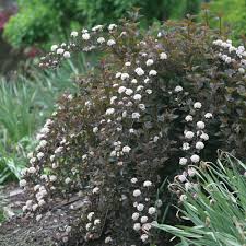 'drops of jupiter' is an ornamental oregano with chartreuse yellow leaves that are topped with mauve pink flowers starting later in the summer. Proven Winners Arbor Valley Nursery Colorado Wholesale Nursery
