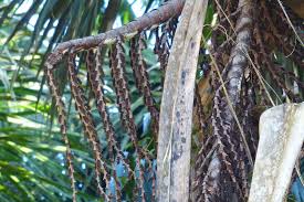 Image result for Chironia flexuosa