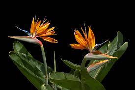 Image result for Strelitziaceae