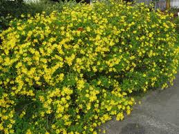 Image result for Heterocentron macrostachyum