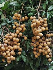 Longan Dragons Eye Fruit Tree Arvore De Frutas Jardins Pequenos Arvores Frutiferas