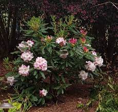 A few species are native to the coastal. Will A Rhododendron Fit Unique Environmental Landscapes Facebook