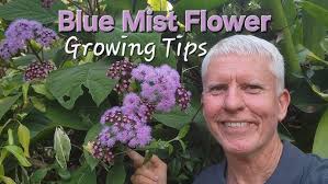 Image result for Bartlettina