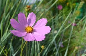 Cosmos Flower Meaning Everything You Need To Know