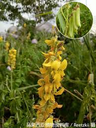 Image result for Crotalaria cleomifolia