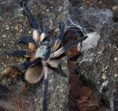 Ordering pest control service is easy with advanced pest control of sacramento. Advanced Pest Weed Management Advanced Pest Weed Management Profile Pinterest