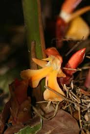 Image result for Aframomum angustifolium