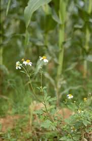 Image result for Bidens sp.no.1