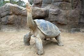 Galapagos Tortoise Facts Habitat Diet Life Span Pictures