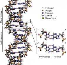descubierta una nueva enzima capaz de replicar cadenas de adn danadas nueva enzima capaz de replicar cadenas