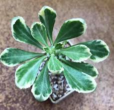 Image result for Monadenium lugardiae