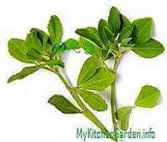 Fenugreek is an herb that is similar to clover. How To Grow Fenugreek At Home