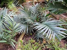 Image result for Chamaedorea radicalis
