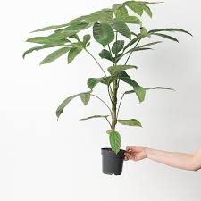 Image result for Trevesia