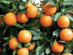 Marumi Kumquat 19 Kumquat Tree Edible Landscaping Growing Fruit