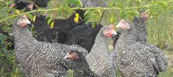 37 rue vasselot, 35000 rennes, prantsusmaa , suletud. Coucou De Rennes