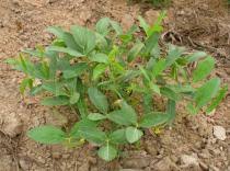 Image result for Vigna subterranea