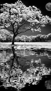 Beautiful Black And White Pictures Of Nature Pin By Baby Boomers Beyond On Iphone 5 Backgrounds White Photography Photo Black And White Photography
