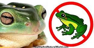 How To Get Rid Of Frogs Naturally Frog Frog And Toad Green Tree Frog
