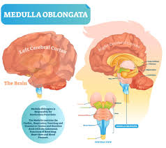 Posterior communicating a internal carotid а. Brain Stem The Definitive Guide Biology Dictionary