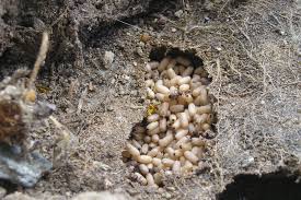 La fourmilière a pour but de protéger la ou les. Neature Fourmi Noire Des Jardins