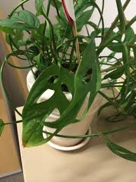 Windowleaf Philodendron Monstera Obliqua Expilata Leichtlinii From Alto Amazonas Leaves Can Get Up To Philodendron Monstera Monstera Obliqua Philodendron