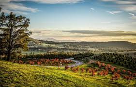 The A Z Of What S Open In Canberra Hercanberra