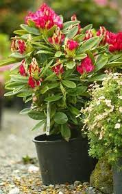 Pot the rooted cuttings into individual containers after about three months, taking extra care not to damage the new roots. Planted Properly Rhodies Will Thrive In Large Pots The Seattle Times