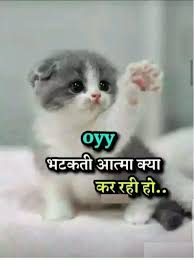 Funny Cute Cat Memes In 2020 Cute Cat Memes Funny Cute Cats Cat Quotes Funny