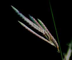 Image result for Elytrophorus spicatus