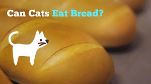 It may seem harmless to offer your cat some fat trimmings or other tidbits from your meal, but it could be dangerous. Can Cats Eat Bread Top 10 Bread Facts To Keep Your Cat Safe Smart Cat Lovers