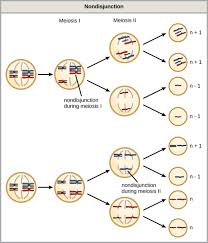 It involves two rounds of division that ultimately result in four cells with only one copy of each chromosome (haploid). I Need Answered Asap First Draw A Cell With 6 Chromosomes As It Moves Through The Phases Of Meiosis Explain What Nondisjunction Is Draw And Copy A Picture Of Your Drawing Of