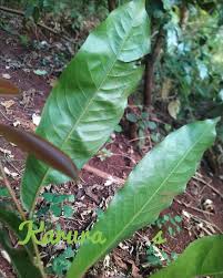 Image result for Uvariodendron